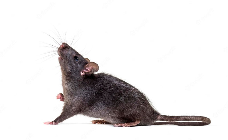 Black Rat