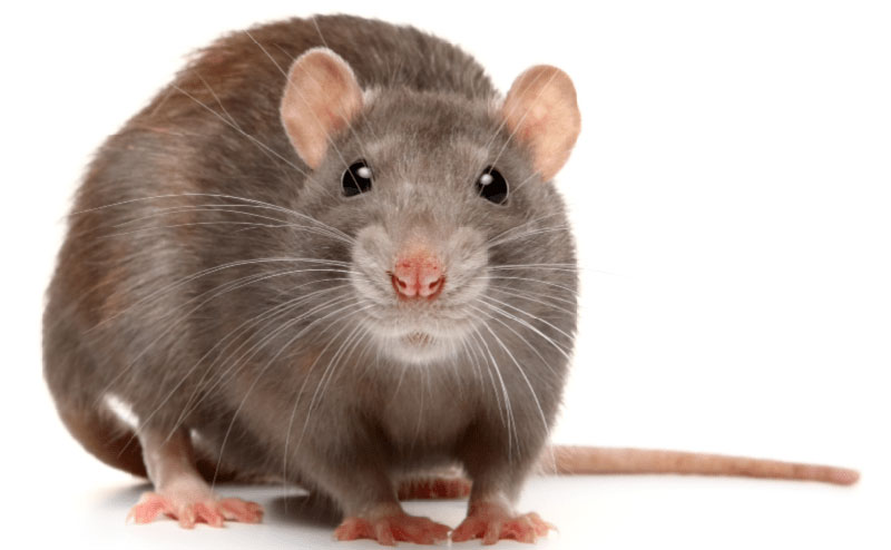 Brown Rat